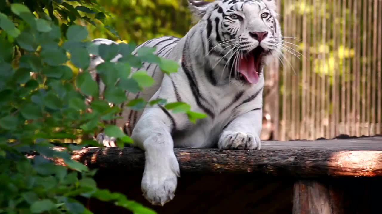   Stock Footage White Tiger Resting And Yawning Live Wallpaper