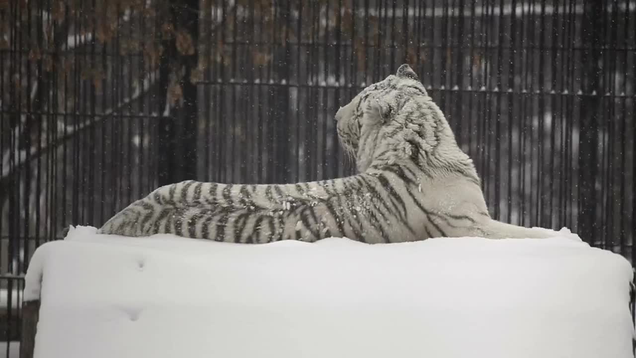   Stock Footage White Tiger Laying In The Snow Live Wallpaper