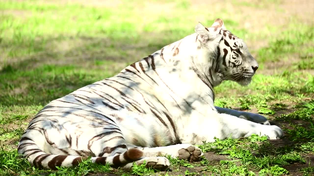   Stock Footage White Tiger Laying In The Grass Yawns Live Wallpaper