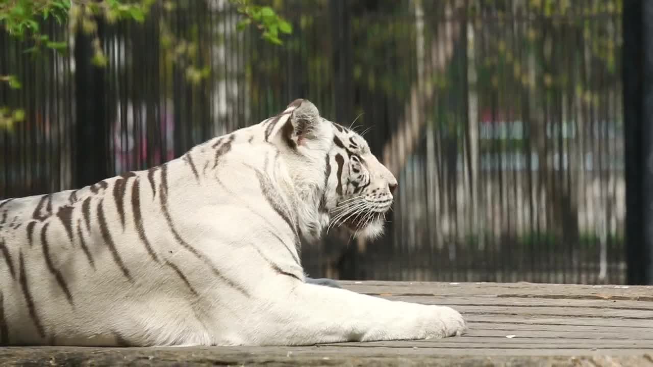   Stock Footage White Tiger Laying At The Zoo Live Wallpaper