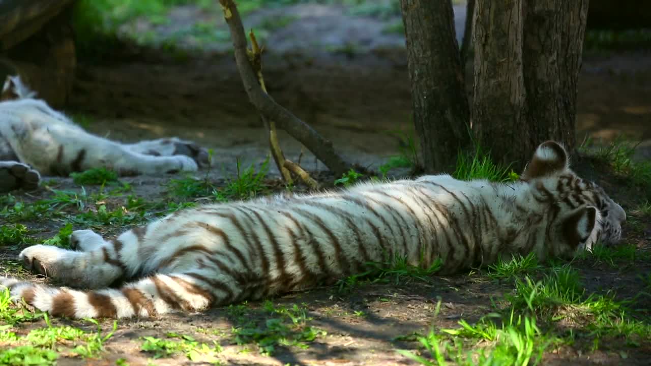   Stock Footage White Tiger Cubs Resting In The Woods Live Wallpaper