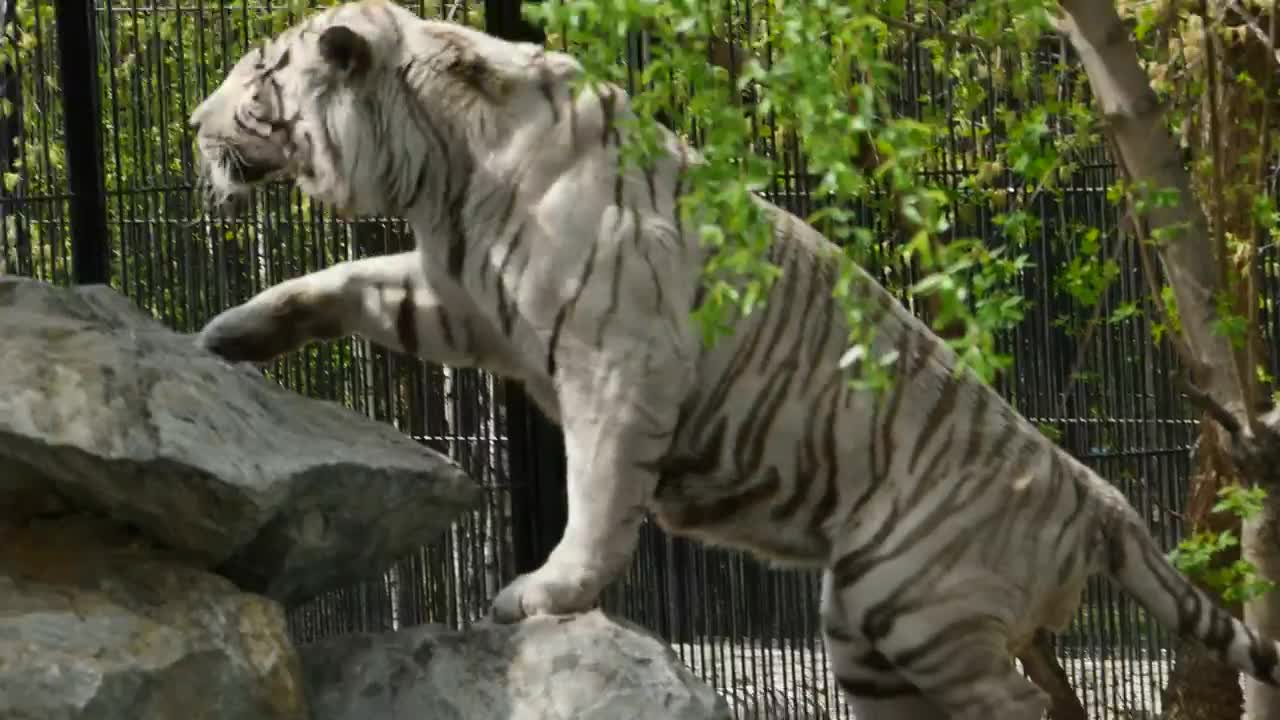   Stock Footage White Tiger Climbing Rocks At The Zoo Live Wallpaper