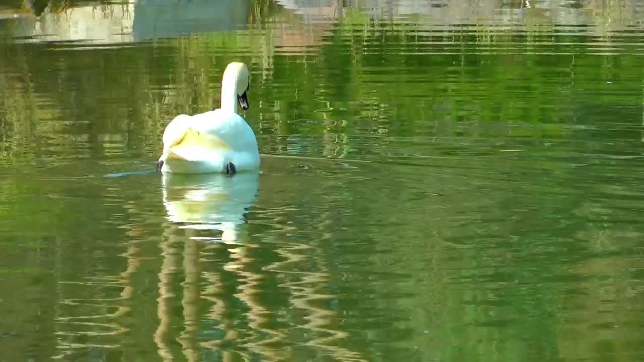   Stock Footage White Swan Taking Water In A Lake Live Wallpaper