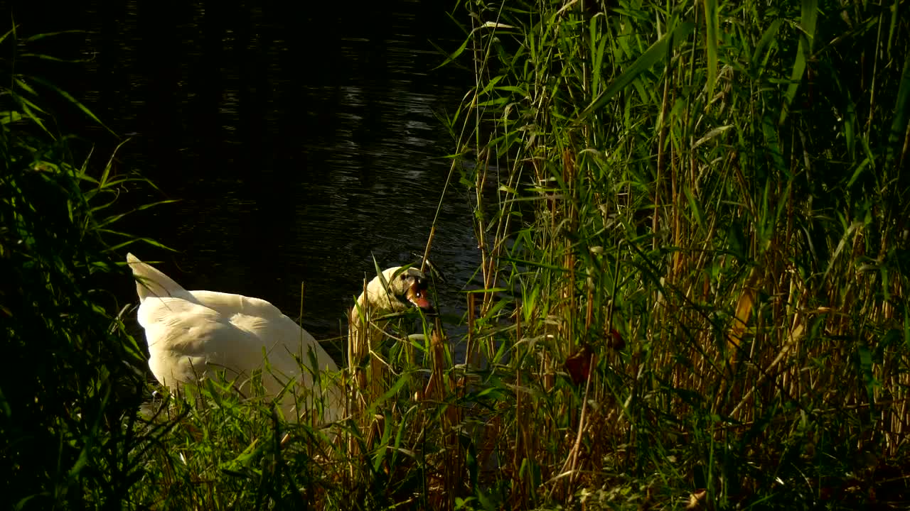   Stock Footage White Swan In The Lakeshore Live Wallpaper