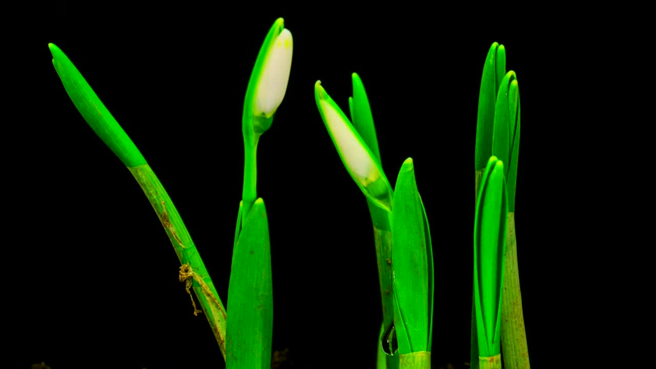   Stock Footage White Snowdrops Blossom Live Wallpaper