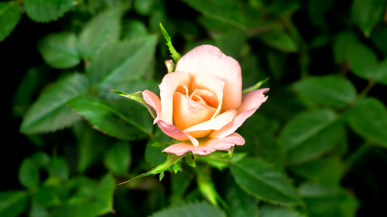   Stock Footage White Rose On The Bush Opens Live Wallpaper