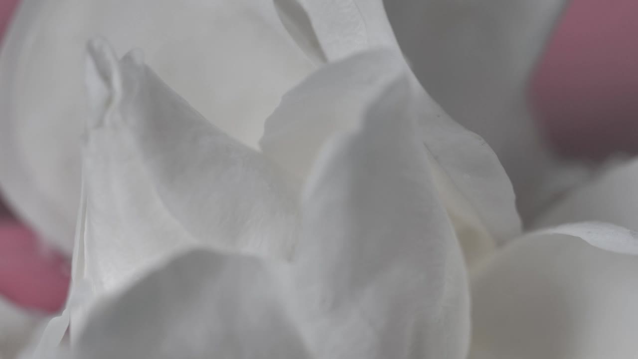   Stock Footage White Petals With A Pink Background Live Wallpaper