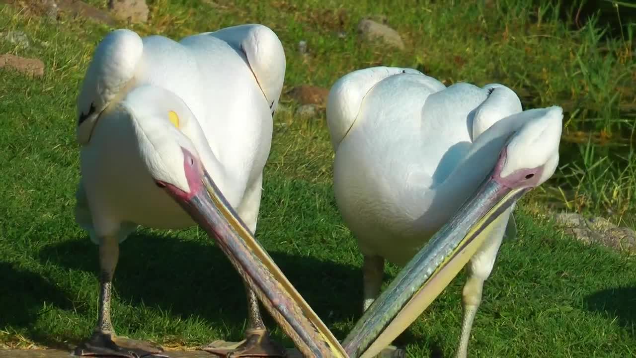   Stock Footage White Pelicans Living Together Live Wallpaper