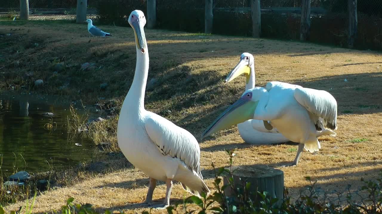   Stock Footage White Pelicans By A Lake Live Wallpaper