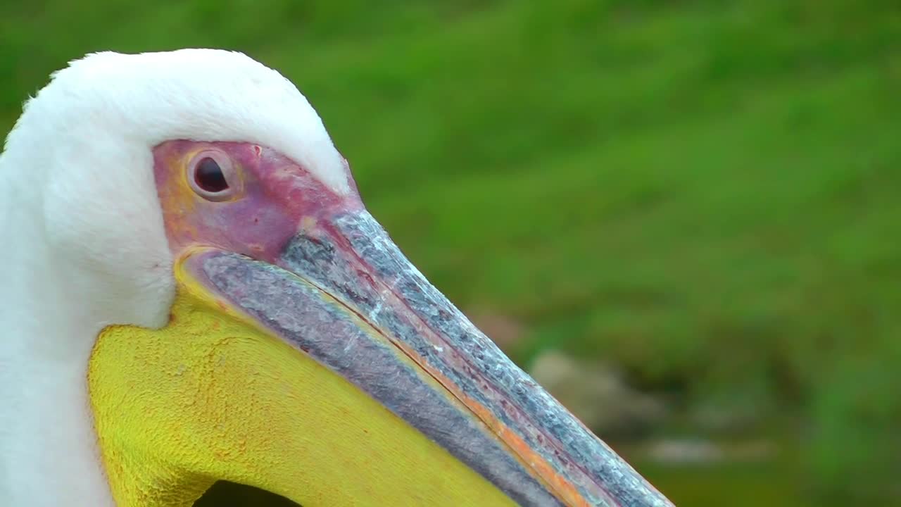   Stock Footage White Pelican Close Up Live Wallpaper