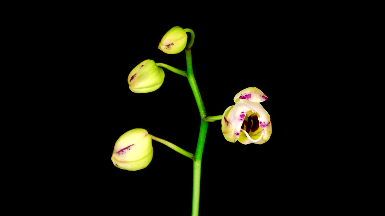   Stock Footage White Orchid Opens Live Wallpaper