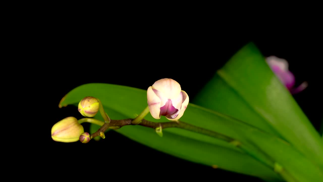   Stock Footage White Orchid On A Branch Opens Live Wallpaper