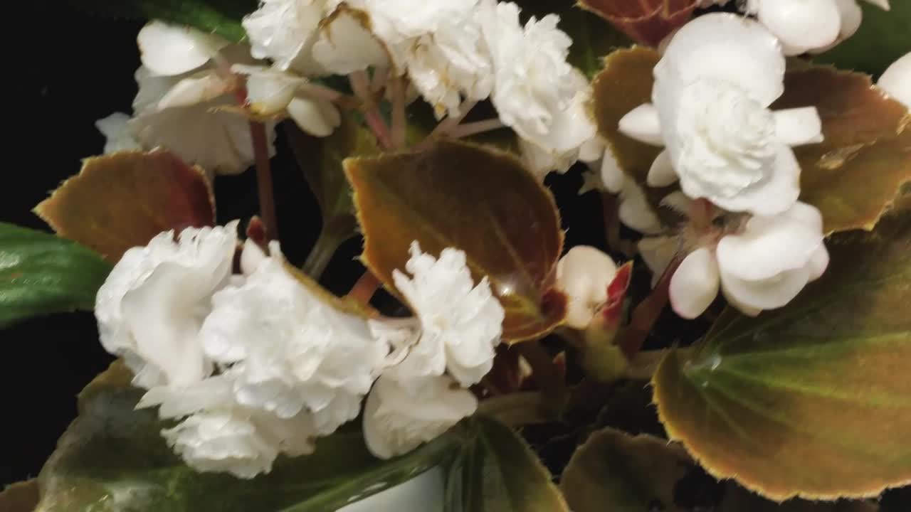   Stock Footage White Little Flowers Live Wallpaper