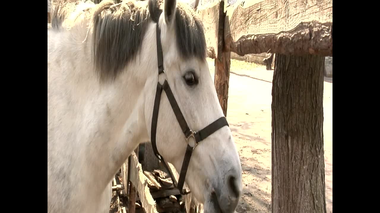   Stock Footage White Horse Licking Wooden Fence Live Wallpaper