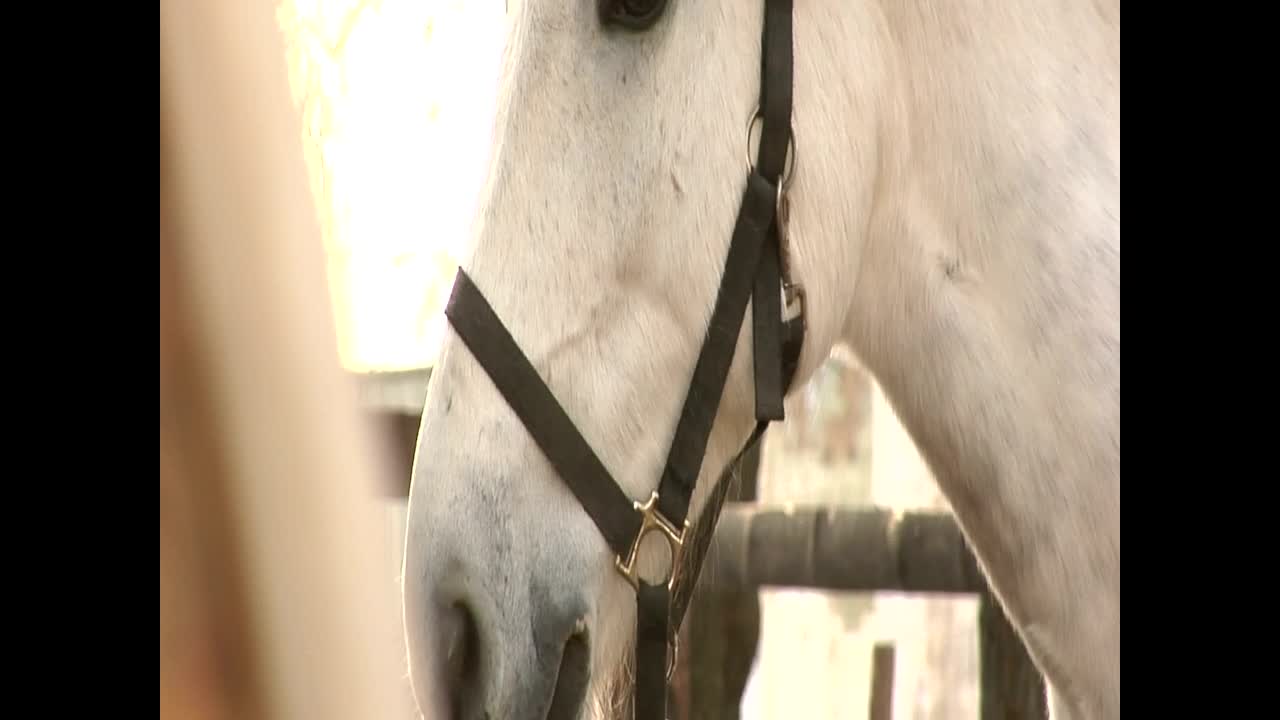   Stock Footage White Horse Portrait Live Wallpaper