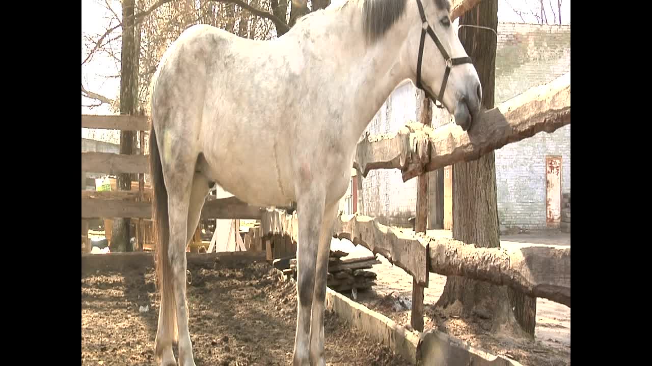   Stock Footage White Horse Licking The Farm Fence Live Wallpaper