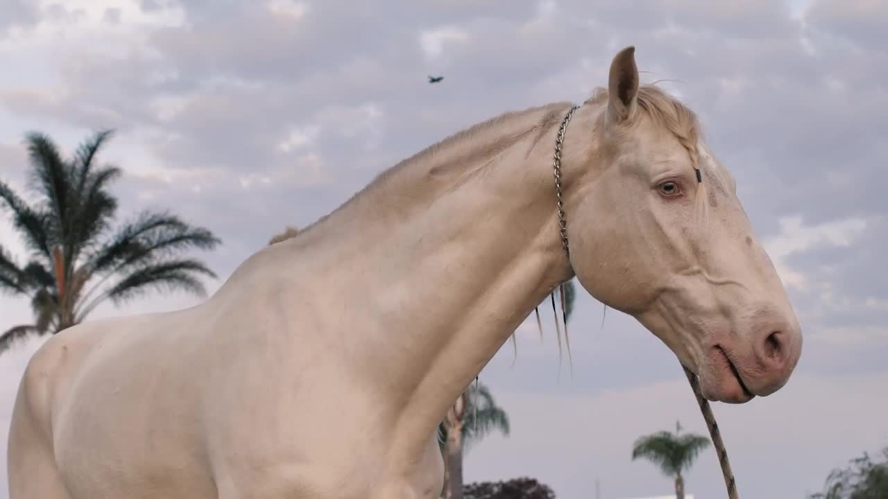   Stock Footage White Horse Chewing Live Wallpaper