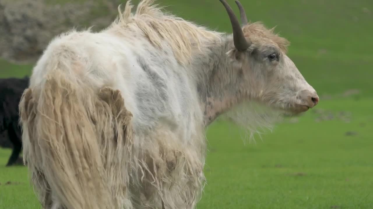   Stock Footage White Horned Ox Grazing In The Valley Live Wallpaper