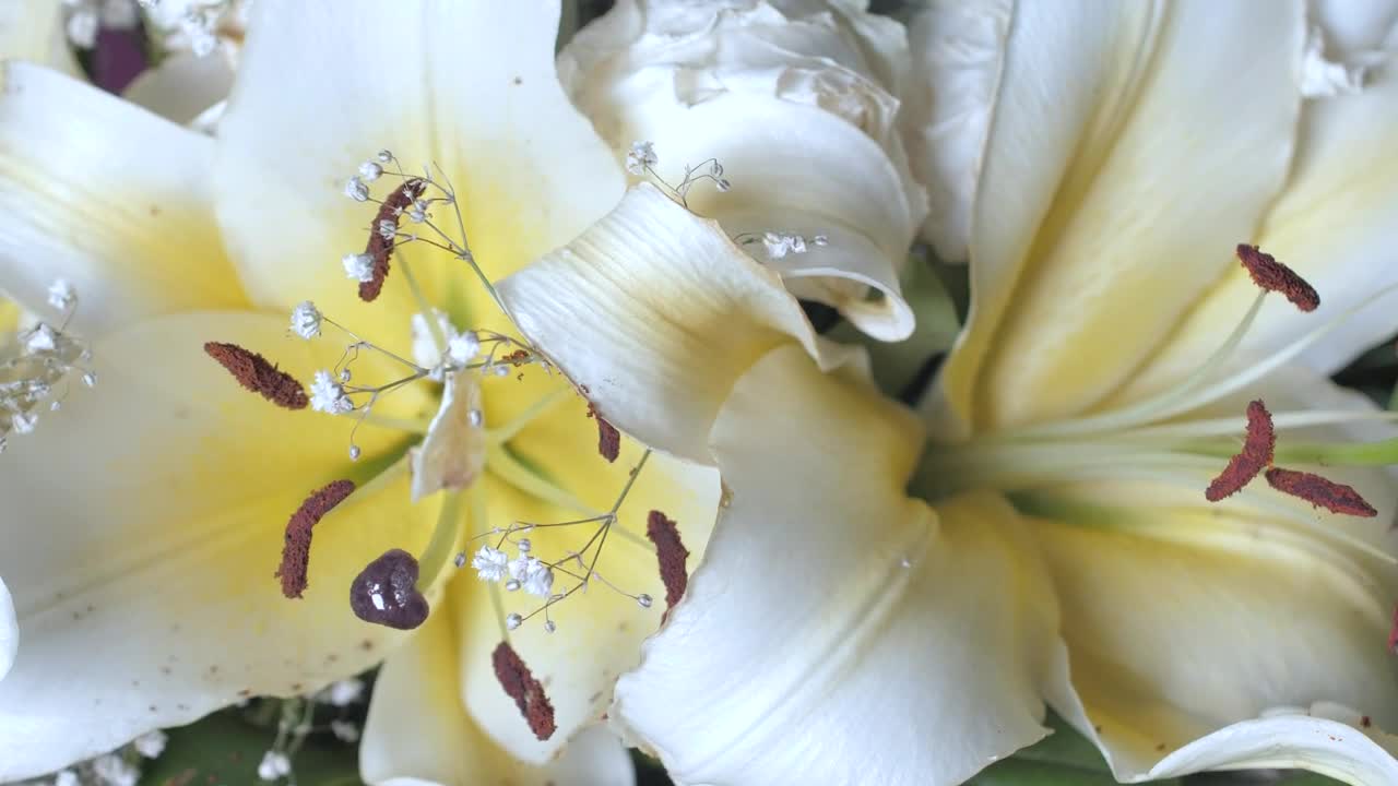   Stock Footage White Flowers With Yellow Overhead View Live Wallpaper