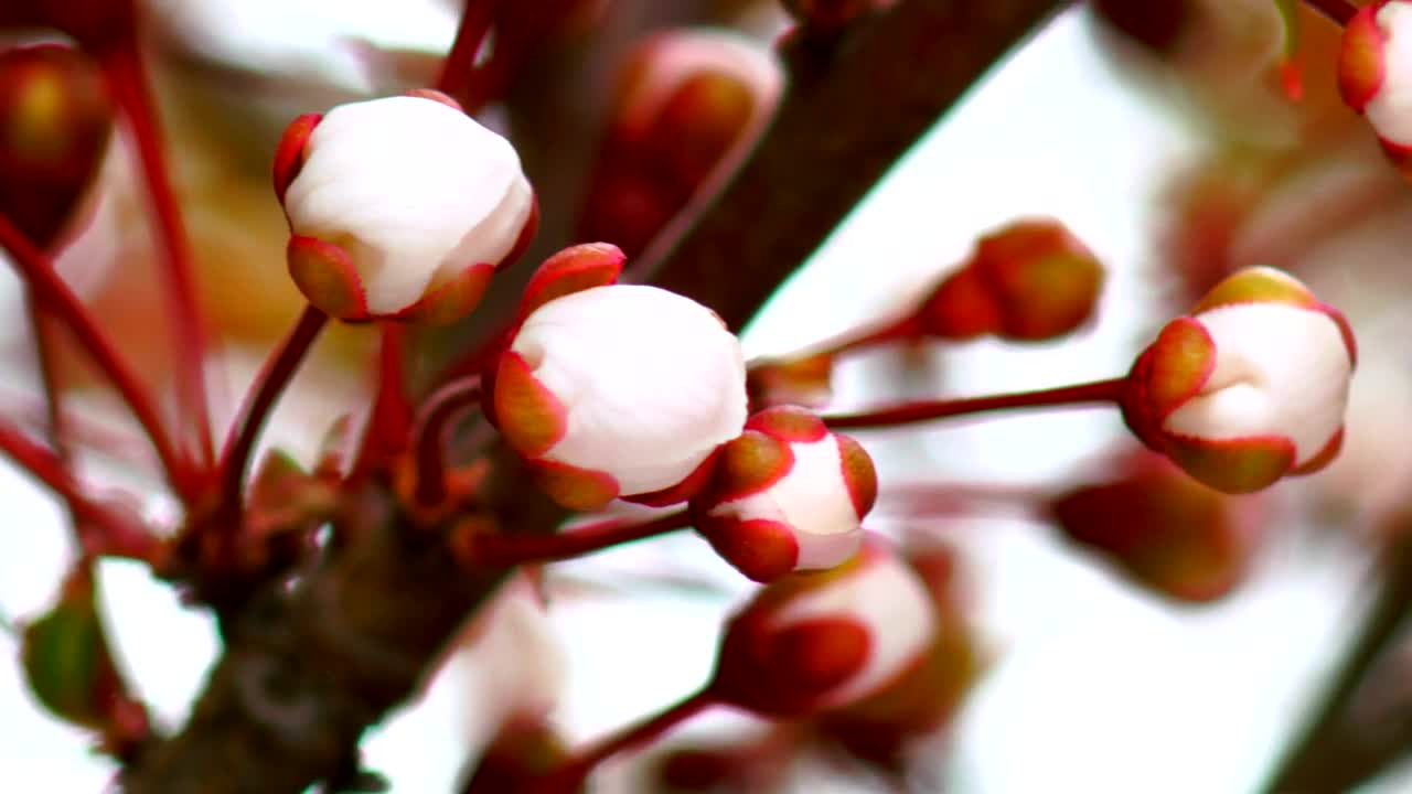   Stock Footage White Flowers Openning Live Wallpaper