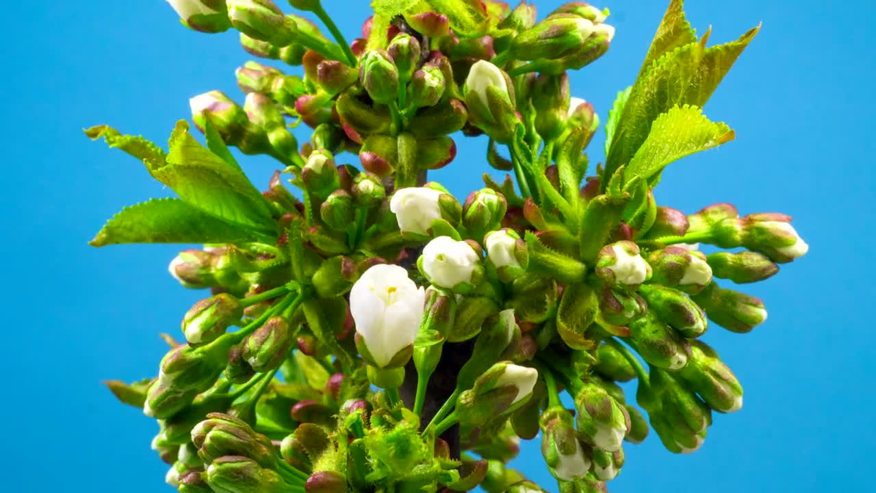   Stock Footage White Flowers Opening On The Plant Live Wallpaper