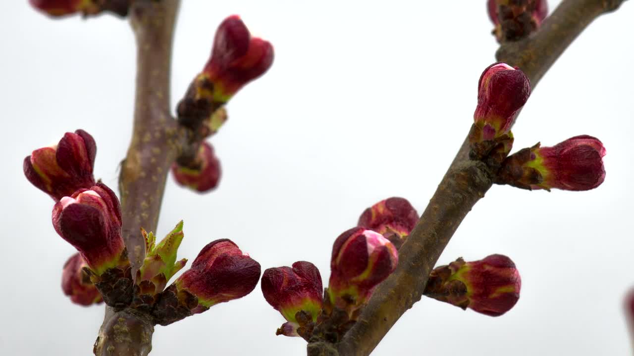   Stock Footage White Flowers Opening On Branches Live Wallpaper