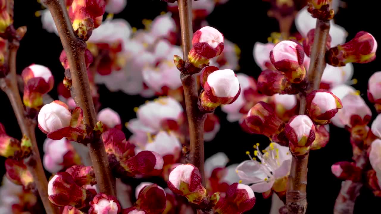   Stock Footage White Flowers Open On A Cherry Tree Live Wallpaper
