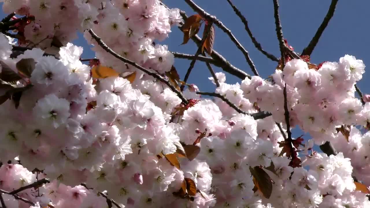   Stock Footage White Flowers On The Branches Live Wallpaper