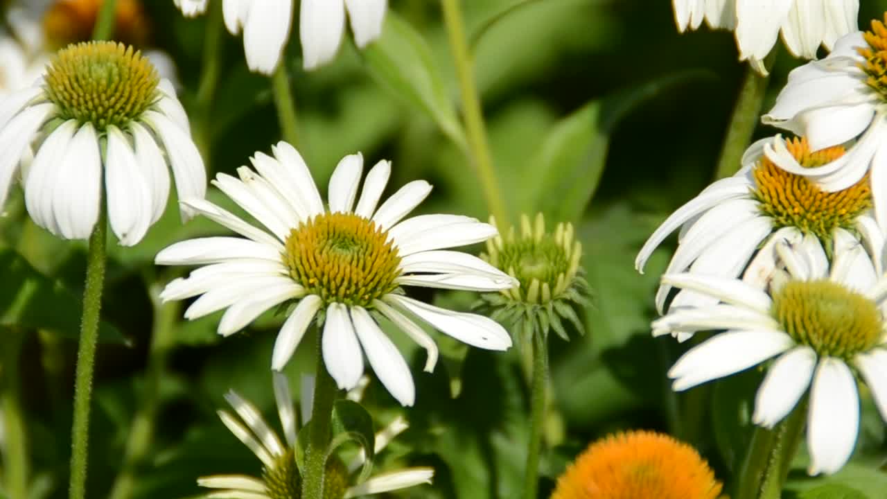   Stock Footage White Flowers On A Lawn Live Wallpaper
