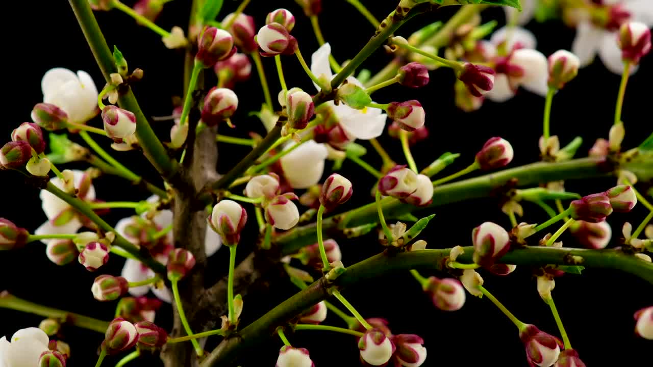   Stock Footage White Flowers Blossom On The Branches Live Wallpaper