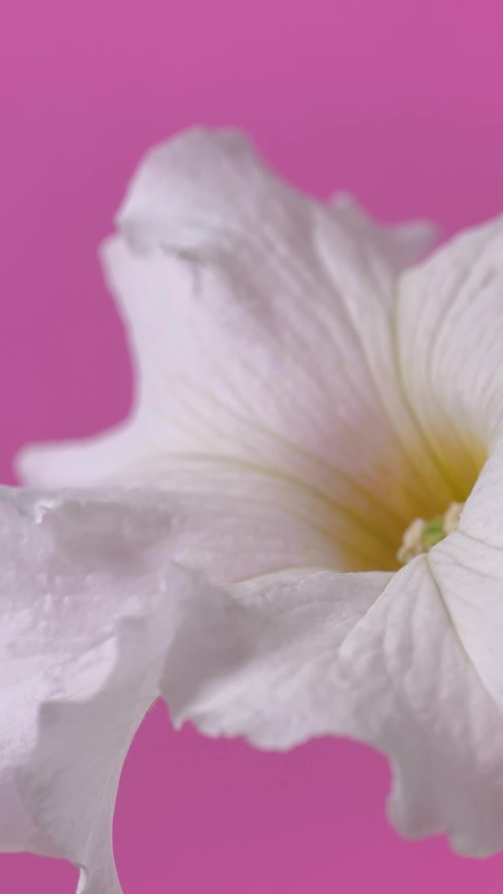   Stock Footage White Flower Zoom In Shot Live Wallpaper