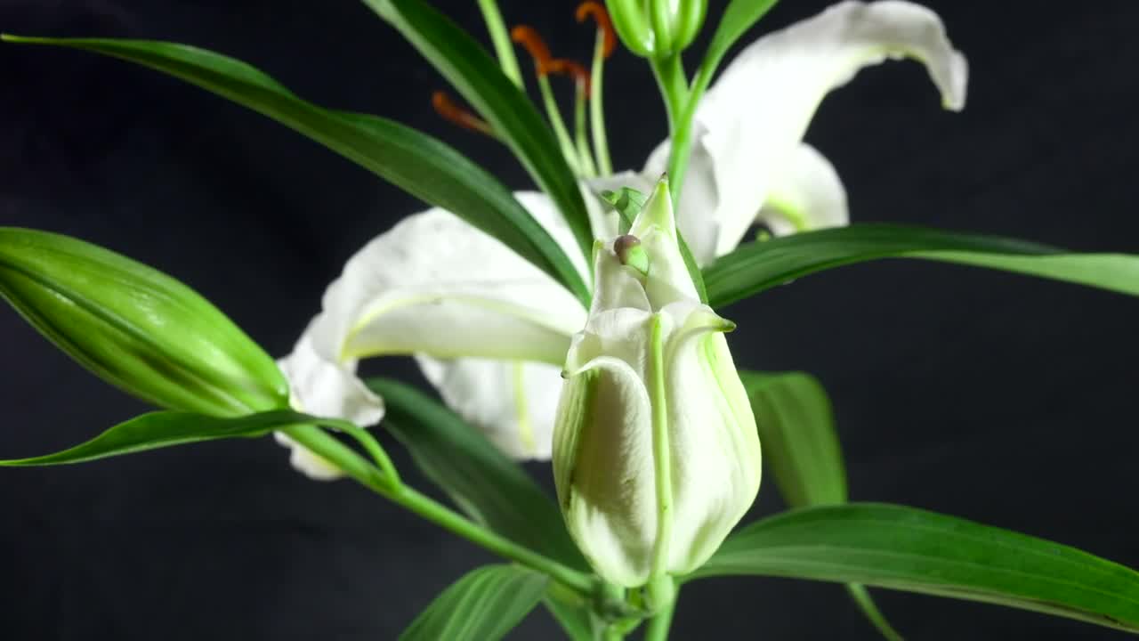   Stock Footage White Flower Opening Time Lapse Live Wallpaper