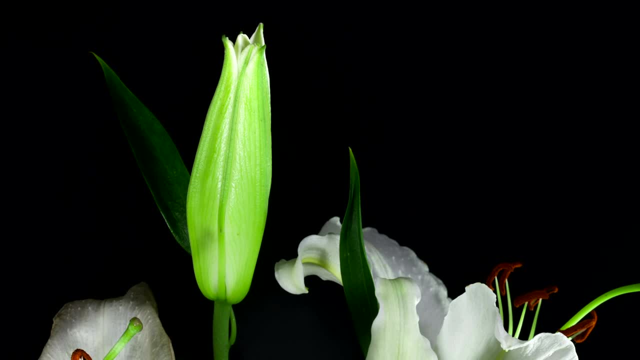   Stock Footage White Flower Opening In Slow Motion Live Wallpaper
