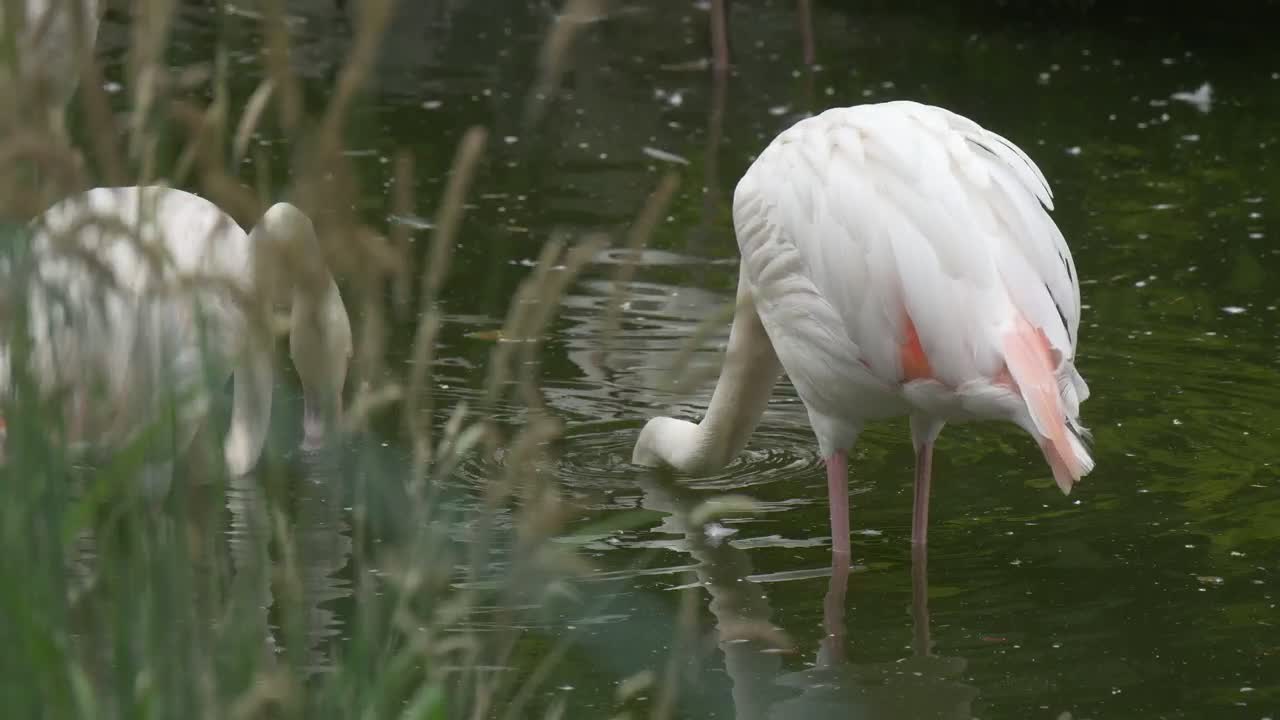   Stock Footage White Flamingos In The Water Live Wallpaper