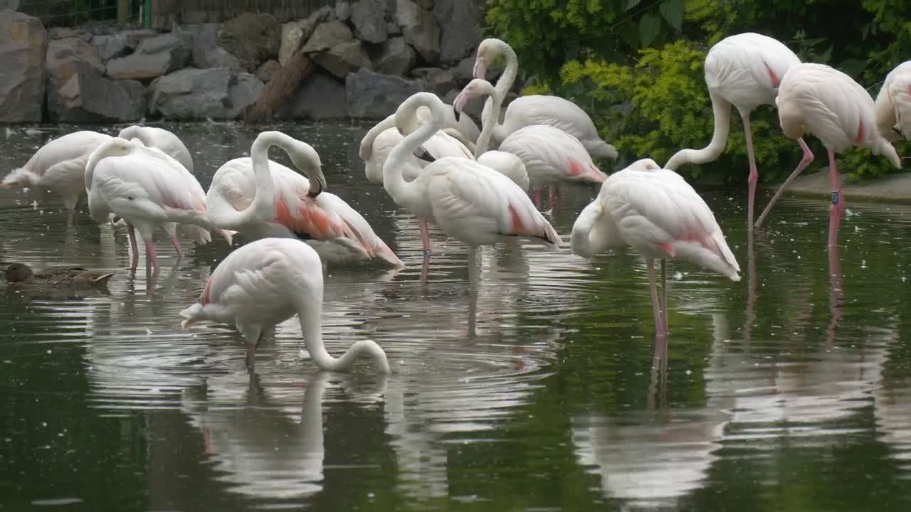   Stock Footage White Flamingos In The Pond Live Wallpaper
