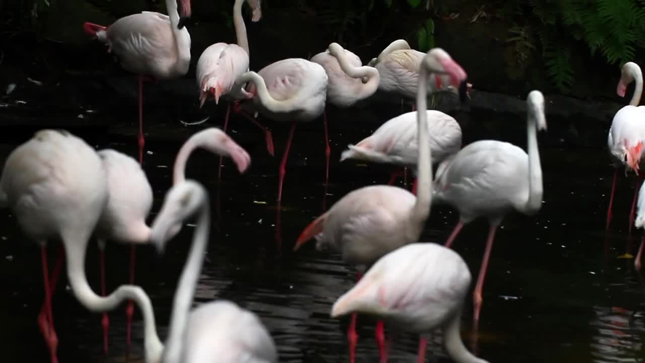   Stock Footage White Flamingos In A Lake Live Wallpaper
