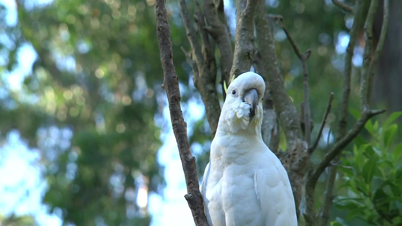   Stock Footage White Cockatoo Standing On A Tree Live Wallpaper