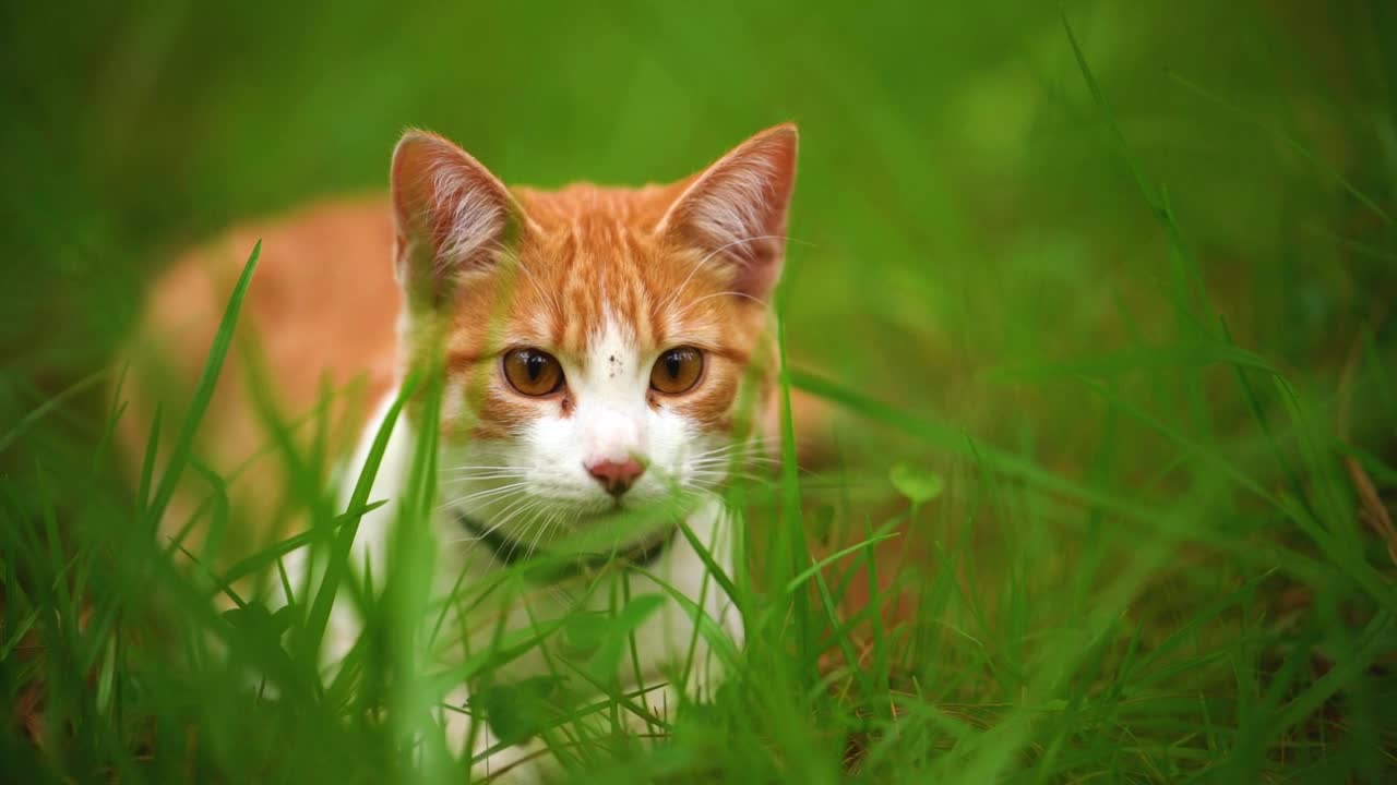   Stock Footage White Cat Lying Among The Grasses Seen Up Close Live Wallpaper