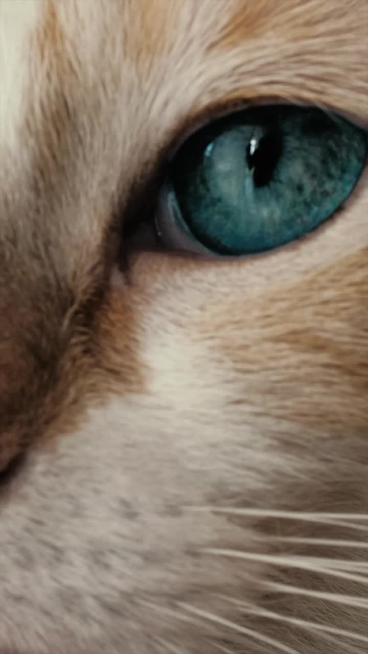   Stock Footage White Cat With Blue Eyes Live Wallpaper