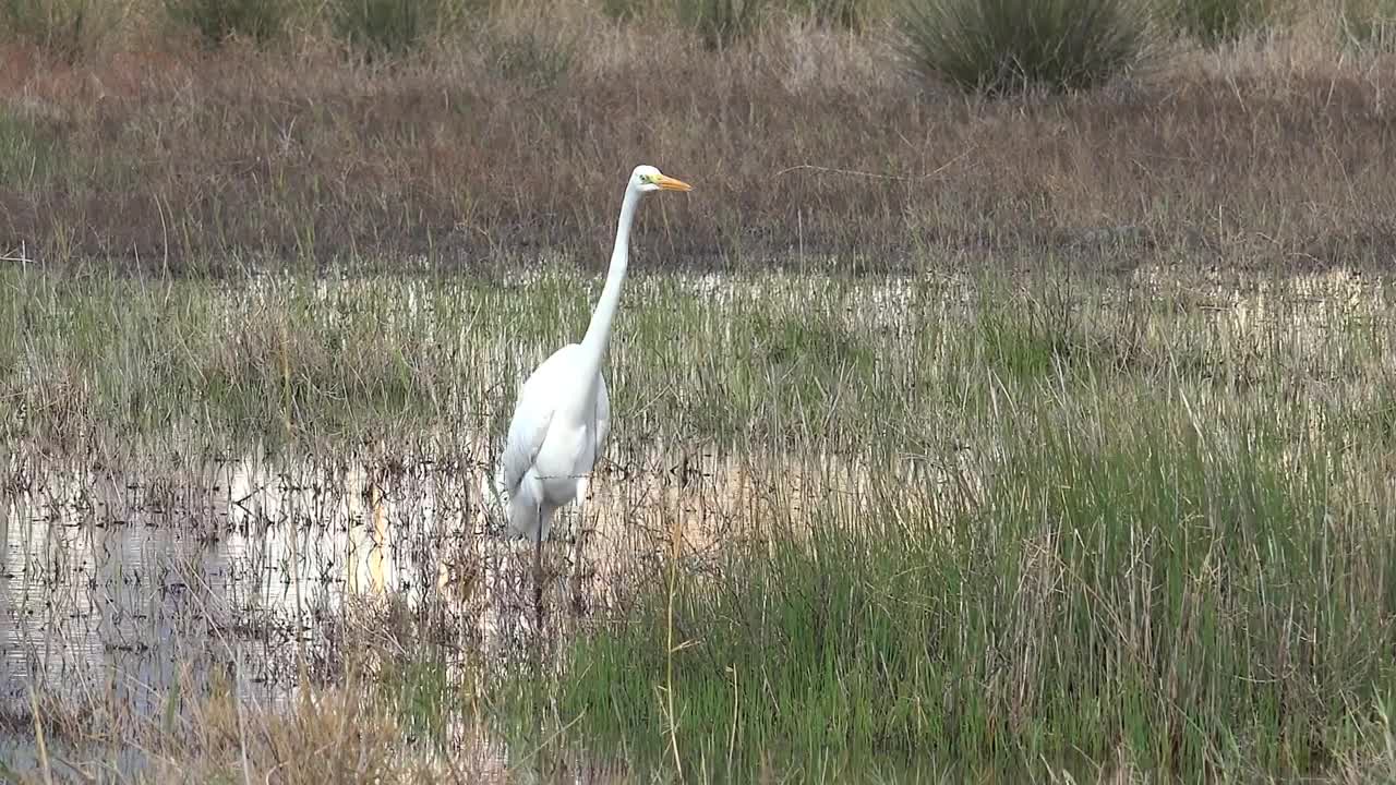   Stock Footage White Bird Walking The Swamp Live Wallpaper
