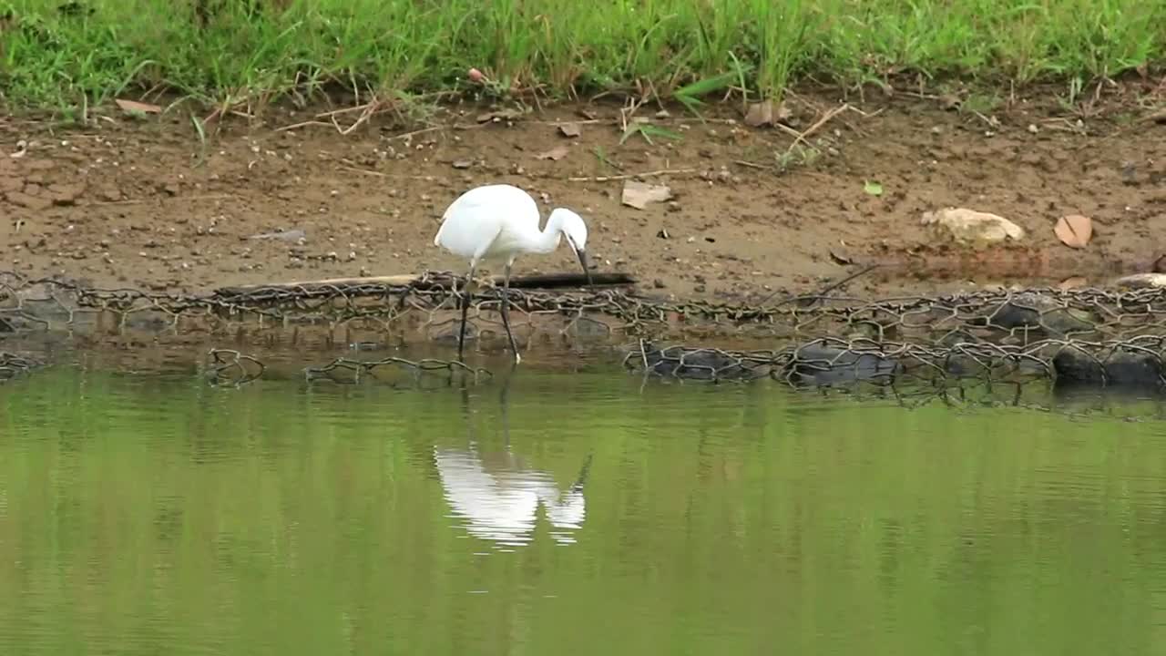   Stock Footage White Bird Walking Along The Lake Live Wallpaper
