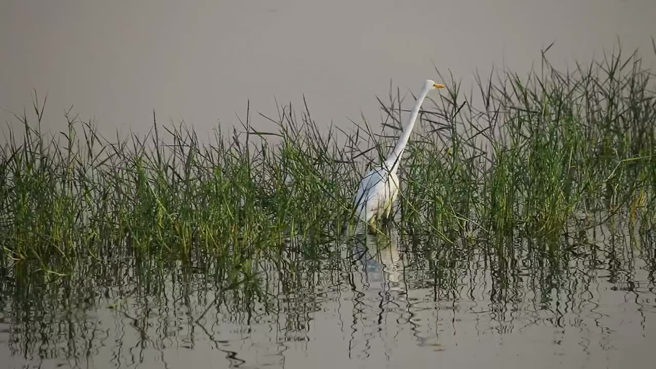   Stock Footage White Bird Between The Grass In The Lake Live Wallpaper