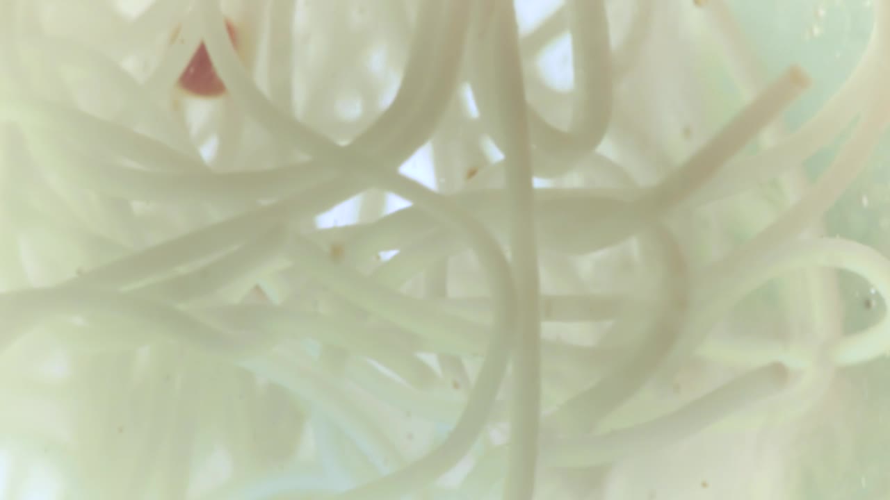   Stock Footage White Bacteria In Liquid Live Wallpaper