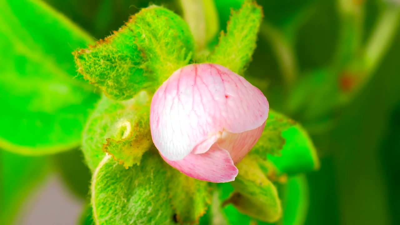   Stock Footage White Apple Flower Opens Live Wallpaper