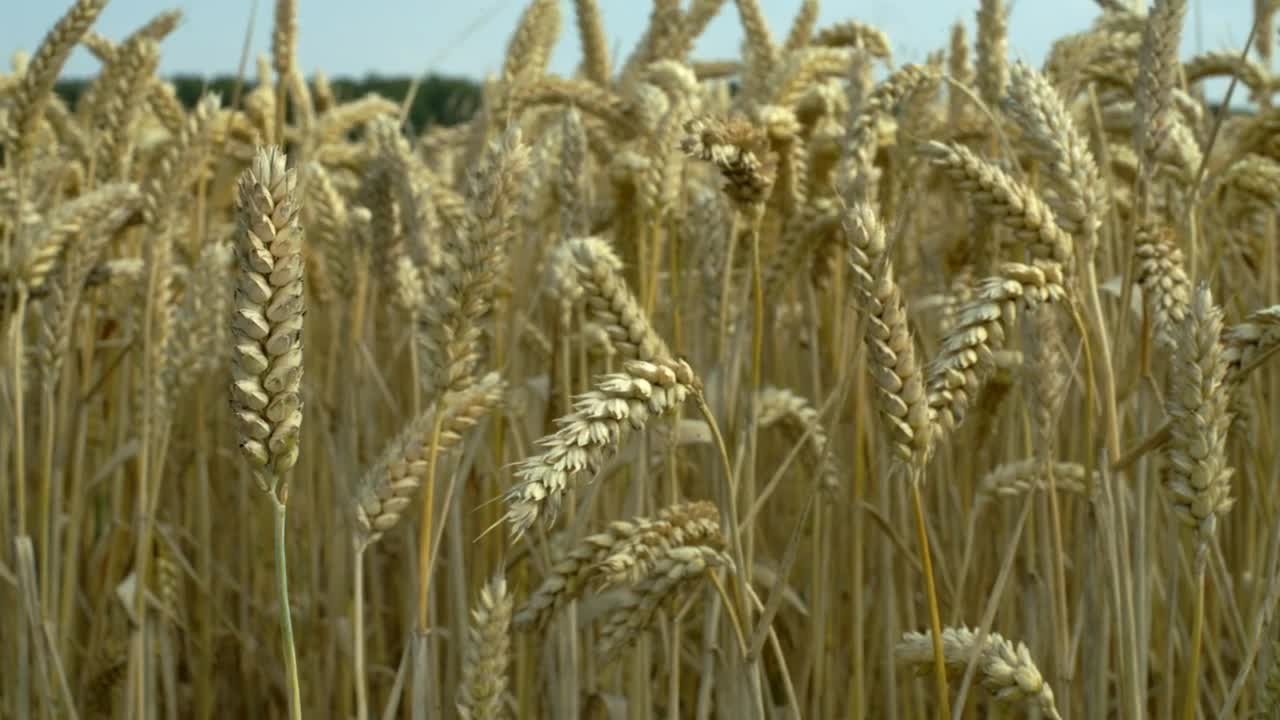   Stock Footage Wheat Swaying In The Wind Live Wallpaper