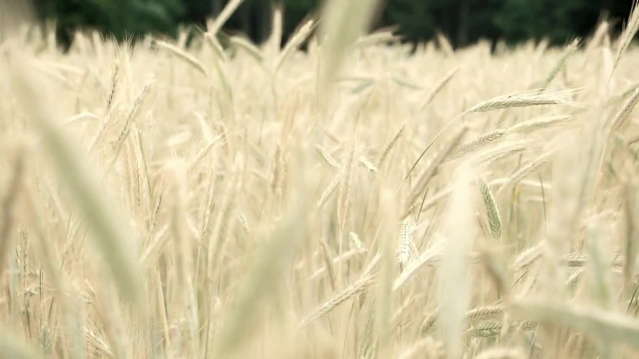   Stock Footage Wheat Field Moved By The Wind Live Wallpaper