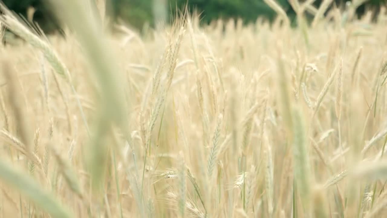   Stock Footage Wheat Field Live Wallpaper