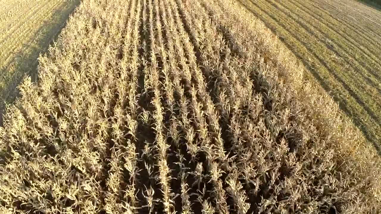   Stock Footage Wheat Field Being Harvested Live Wallpaper
