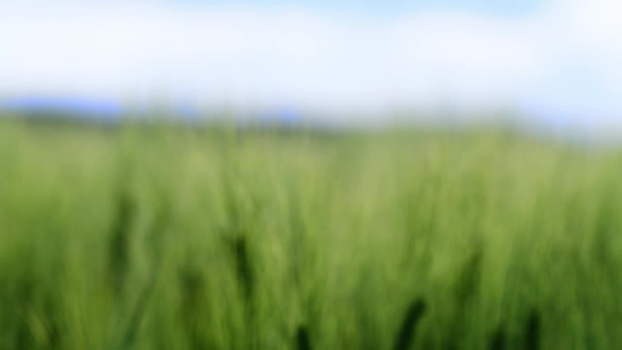   Stock Footage Wheat During The Summer Live Wallpaper