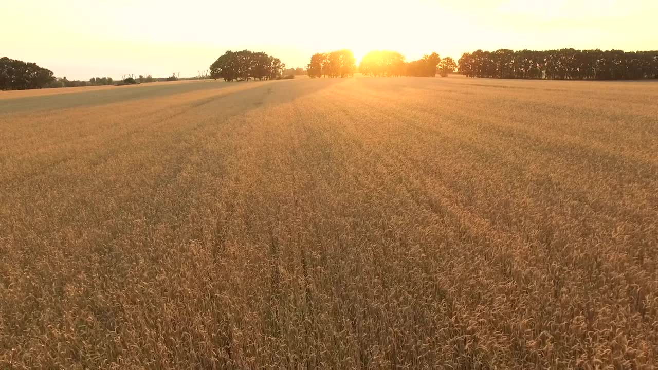   Stock Footage Wheat Field At Sunrise Live Wallpaper